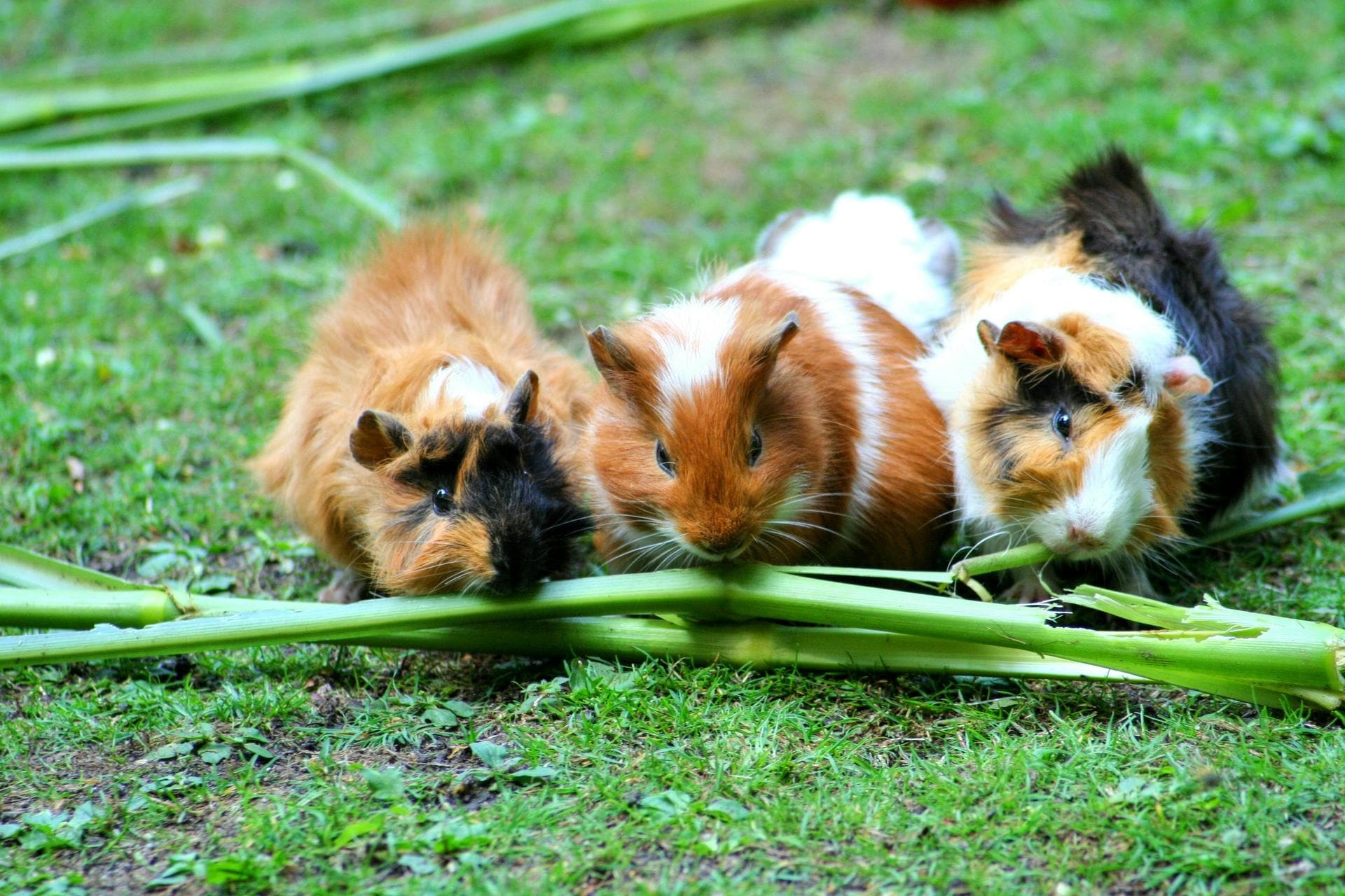 Rabbit Spay Castrate Neutering Prices in Lambeth