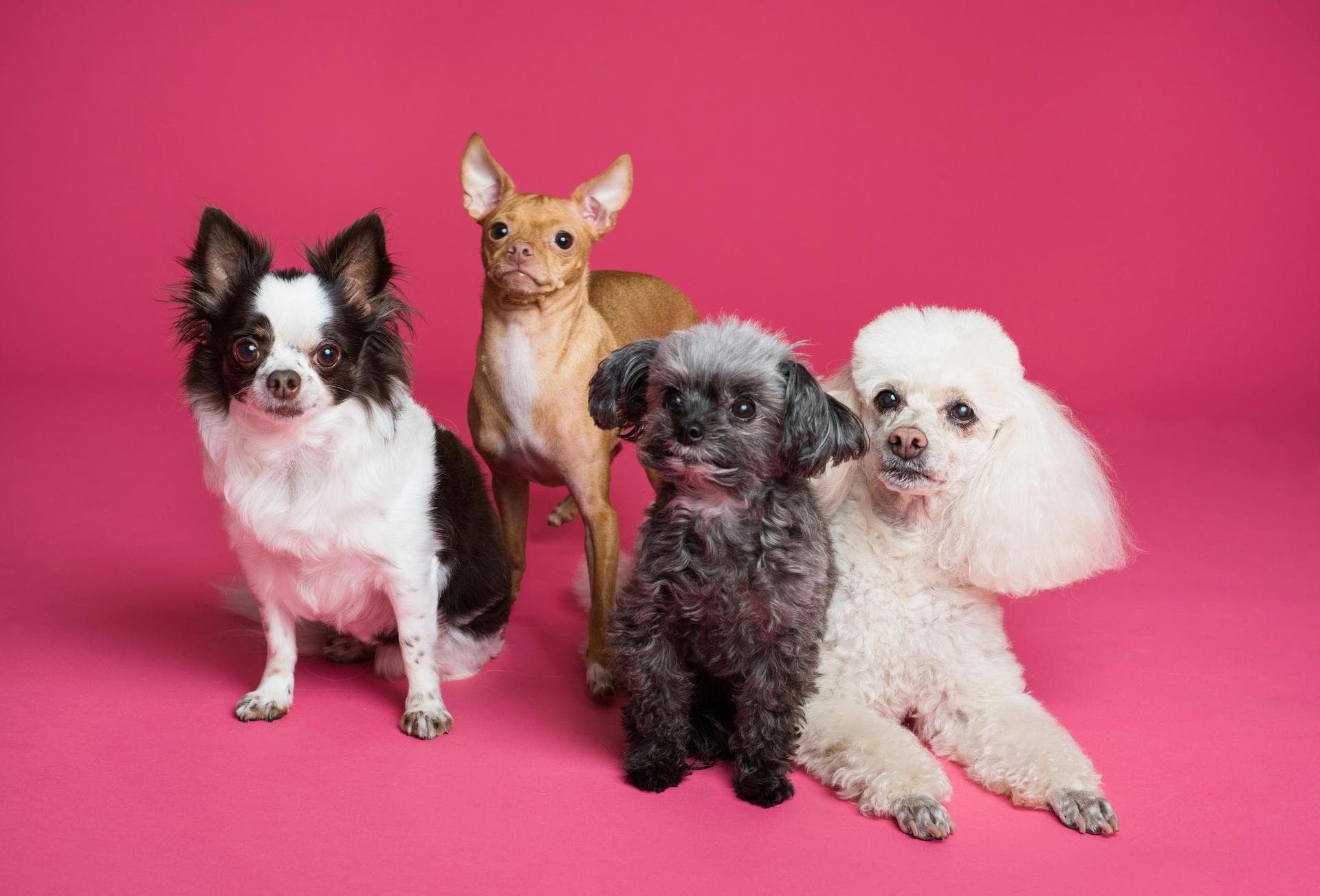 Dog & Cat Vets in Lambeth