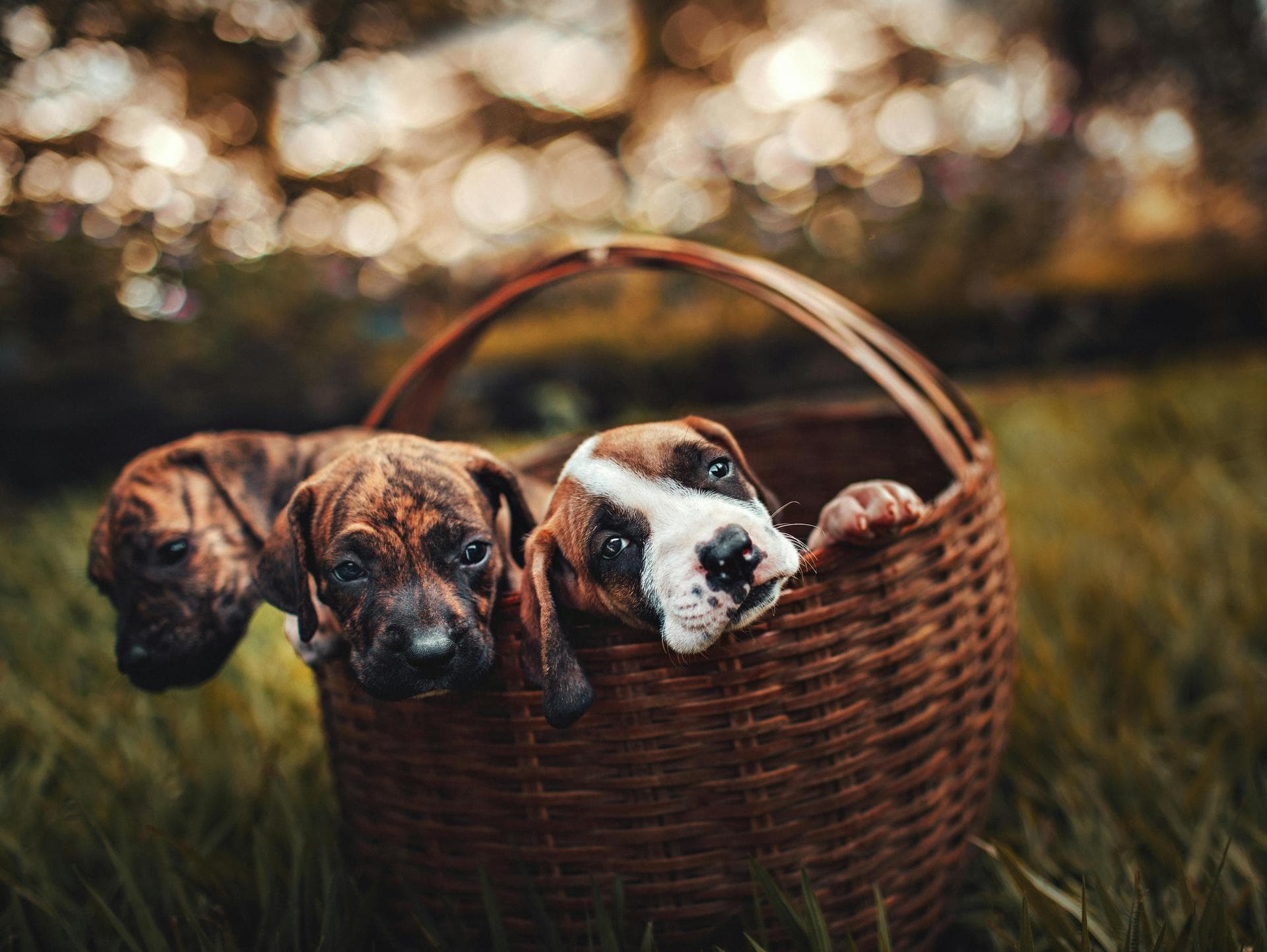 Rabies Vaccination Prices in Lambeth