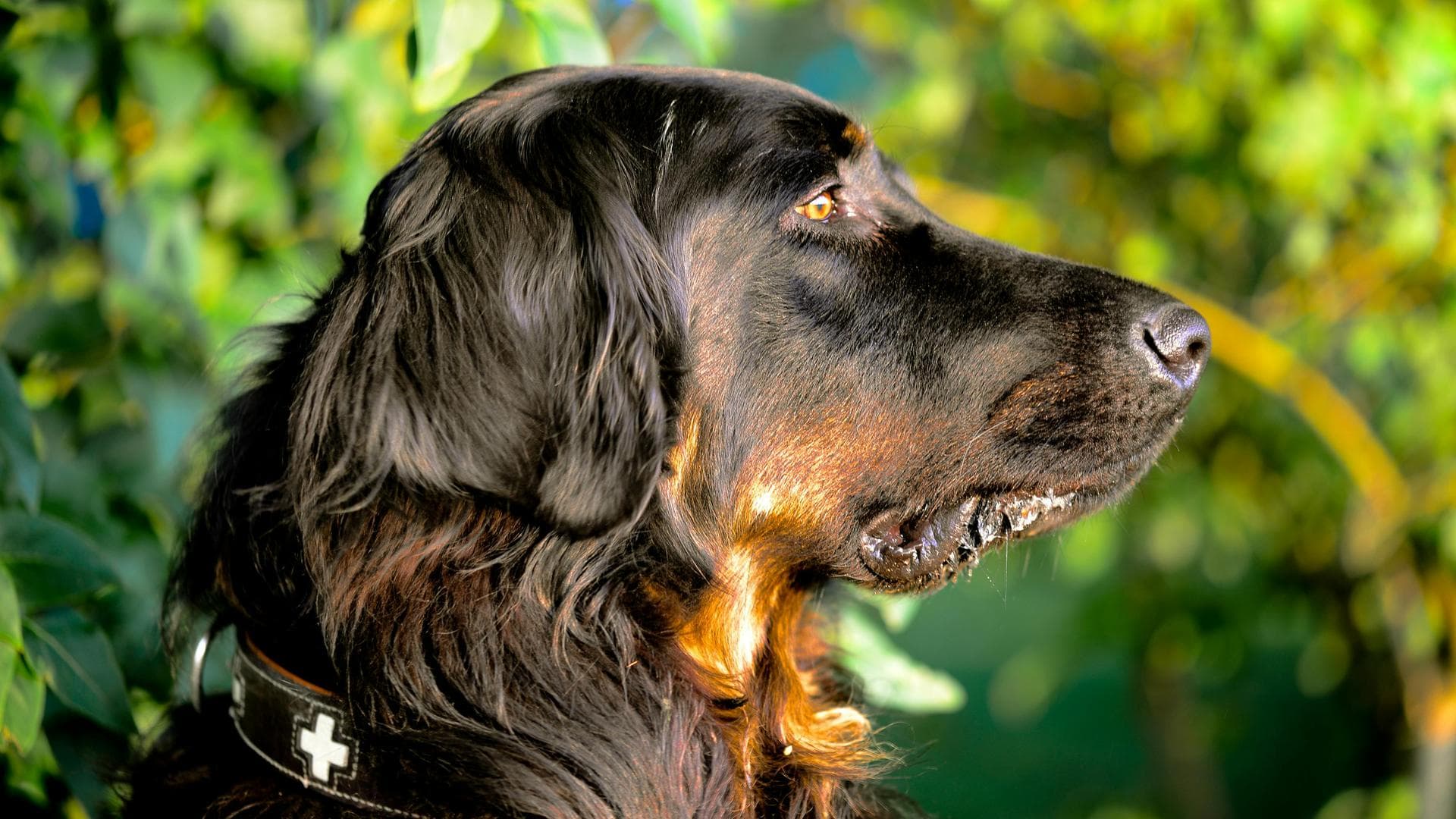 Rabies Vaccination Prices in Lambeth