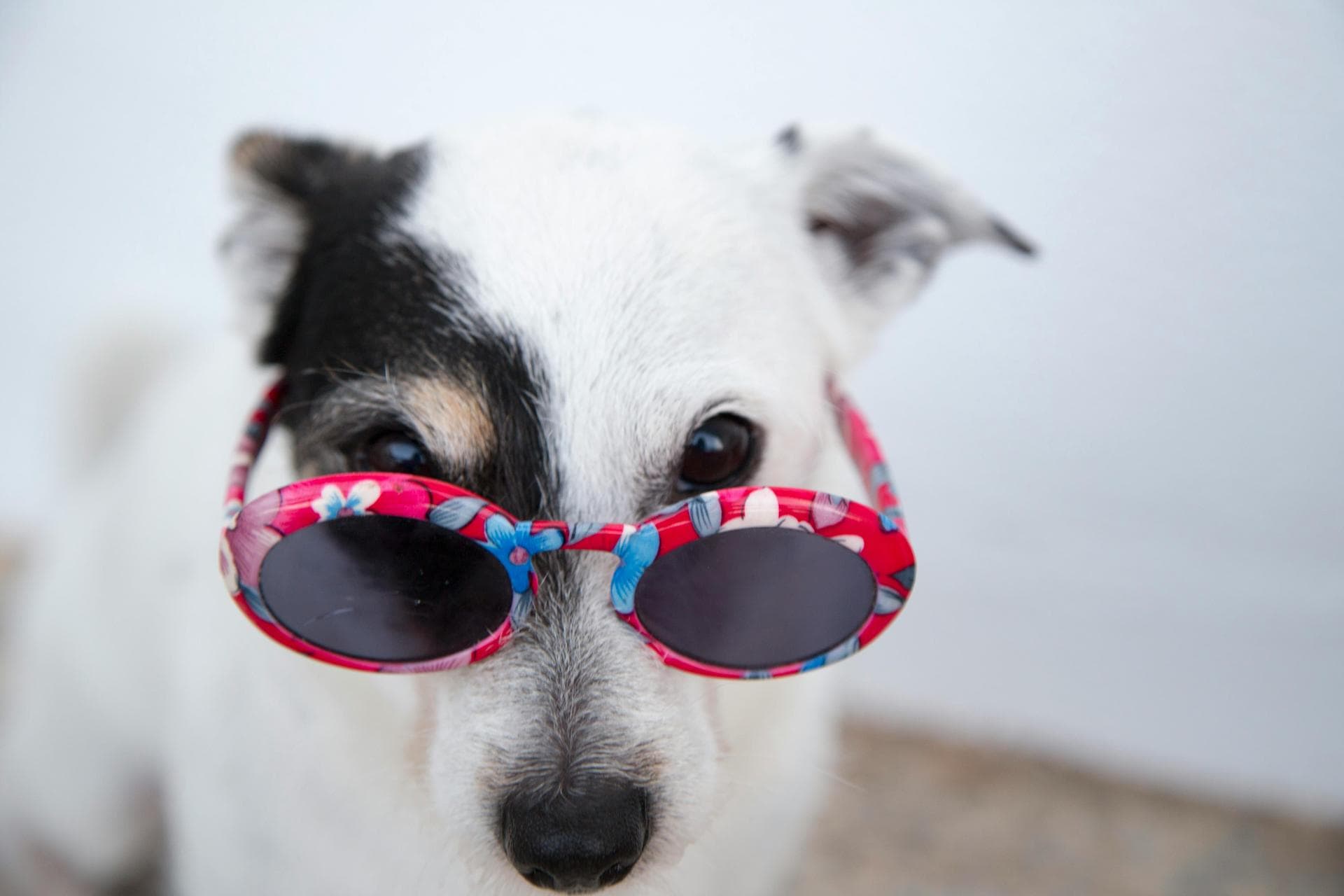Dog Neutering Prices in Lambeth
