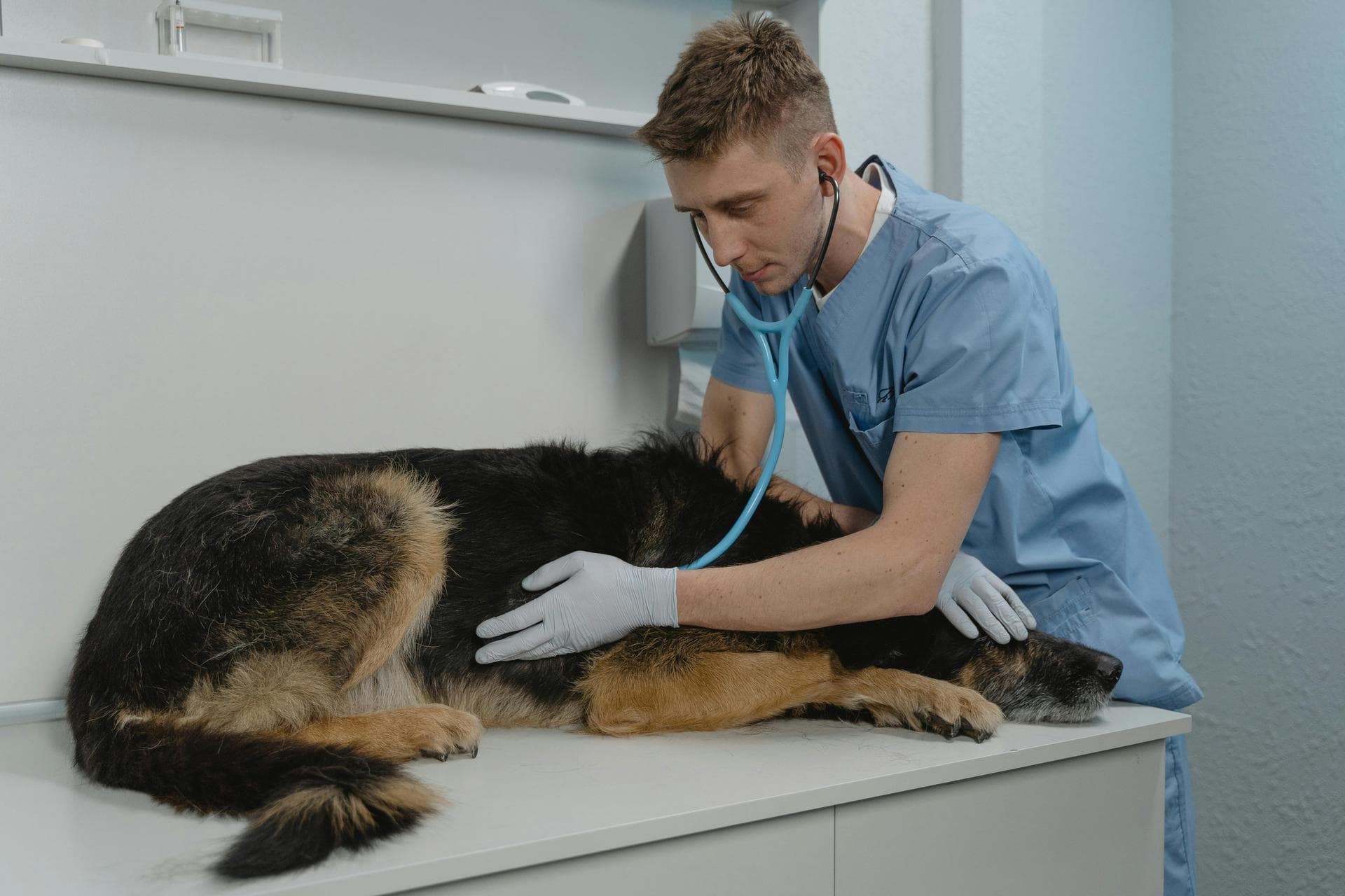 Cat Kitten Vaccinations Feline Leukaemia Prices in Lambeth